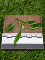 Philodendron cv. super-mini [cutting]