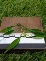 Philodendron cv. super-mini [cutting]