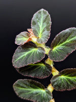 Begonia thelmae [cutting] (Thelma)