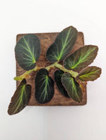 Begonia thelmae [cutting] (Thelma)