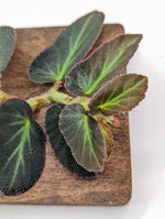 Begonia thelmae [cutting] (Thelma)