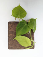 Philodendron sp. Peru shingler [cutting]