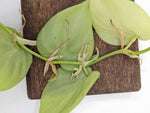 Philodendron sp. Peru shingler [cutting]