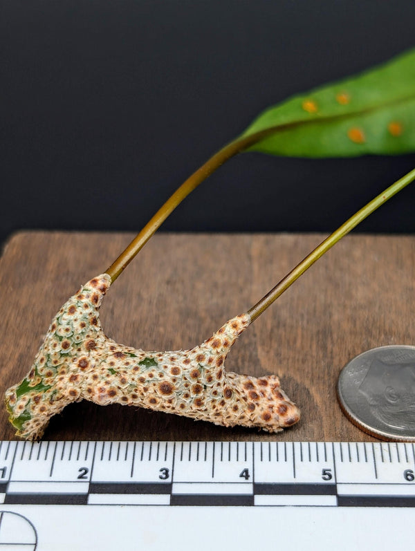 Lecanopteris sinuosa [cutting]