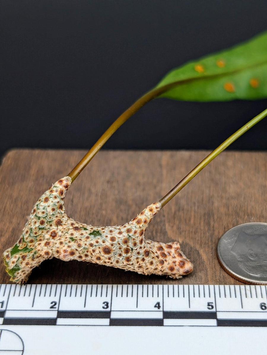 Lecanopteris sinuosa [cutting]