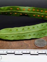 Lecanopteris sinuosa [cutting]
