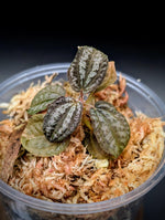 Phyllagathis rajah small [non-exact]