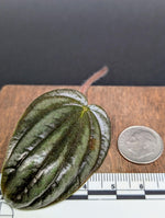 Peperomia 'fuzzy mystery' [cutting]
