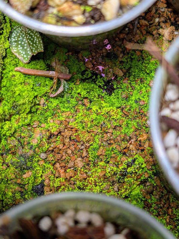 May include: Close-up of a green moss covered surface with small brown rocks. The moss is growing in a pot with a silver rim. Glitterwort