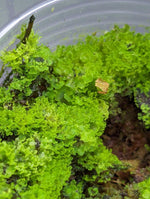 cf. Antrophyum [Moss type growth]