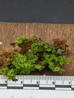 cf. Antrophyum [Moss type growth]