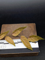 Solanum evolvulifolium [cutting]