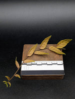 Solanum evolvulifolium [cutting]