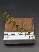 Solanum sp. Ecuador [cutting]