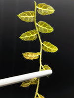 Solanum sp. Ecuador [cutting]
