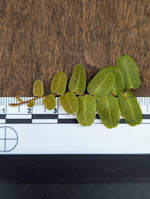 Marcgravia umbellata type 2 [10-leaf cutting]