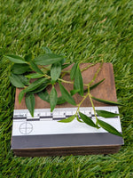 Peperomia trinervula cv. mini [cutting]