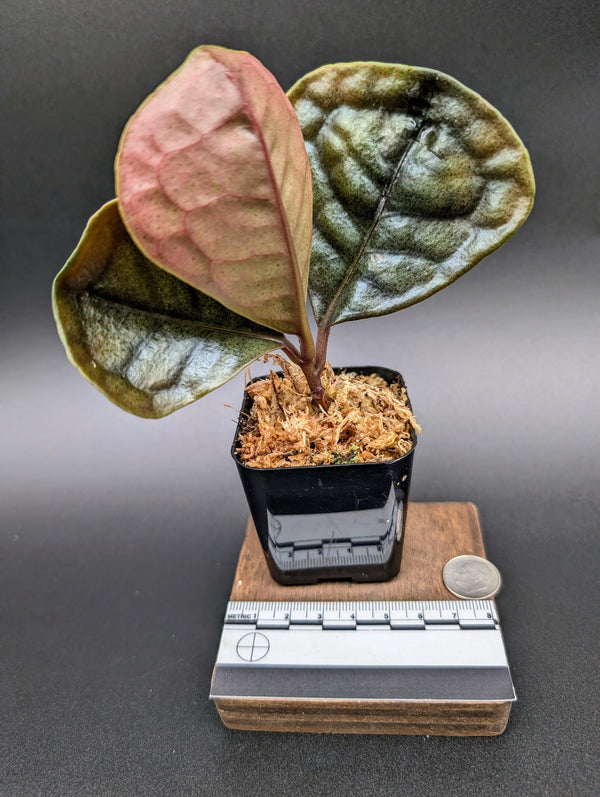 Ardisia sp. black [non-exact]