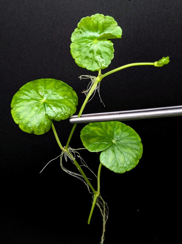 Hydrocotyl sp napo [cutting]