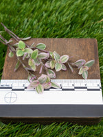 Callistia repens cv. 'pink panther' [cutting]