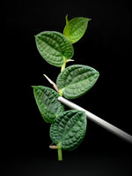 Rhaphidophora sp. bullate [cutting]