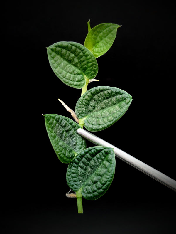 Rhaphidophora sp. bullate [cutting]