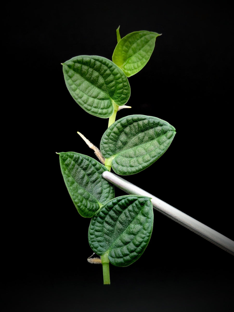 Rhaphidophora sp. bullate [cutting]