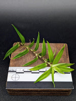 Freycinetia sp. papua [cutting]
