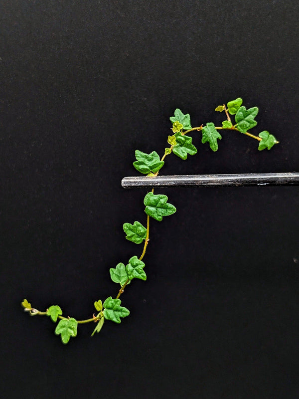 May include: A green vine with small leaves growing on a black surface. The vine is growing in a curved shape and is partially resting on a black metal rod.