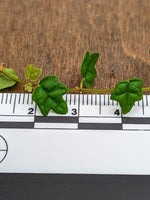 Ficus thunbergii [cutting] (syn: quercifolia, string of frogs)