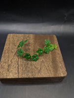 Ficus thunbergii [cutting] (syn: quercifolia, string of frogs)