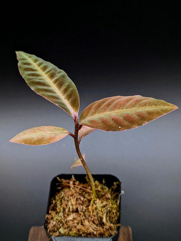 Labisia sp. stardust [non-exact]
