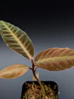 Labisia sp. stardust [non-exact]