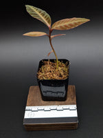 Labisia sp. stardust [non-exact]