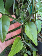 Cissus quadrangularis [cutting]