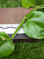 Cissus quadrangularis [cutting]