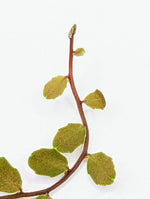 Marcgravia sp. small round [10 leaf cutting]