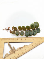 Marcgravia sp. Azrael [15+ leaf cutting]