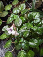 SINGLE LEAF Deinostigma tamiana (formerly Chirita tamiana) [cutting]