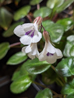 SINGLE LEAF Deinostigma tamiana (formerly Chirita tamiana) [cutting]