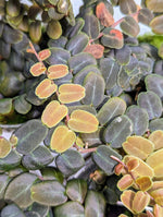Marcgravia sp. coriacae melon [12 leaf cutting]