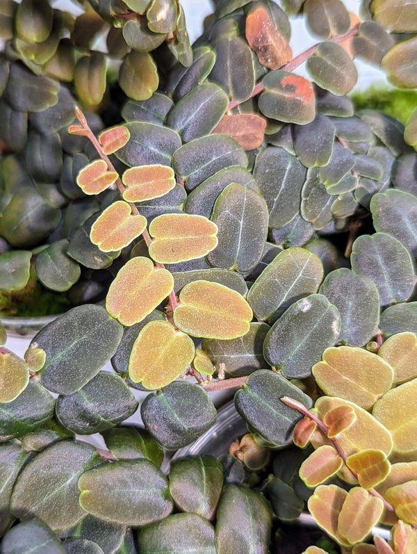 Marcgravia sp. coriacae melon [12 leaf cutting]