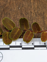 Marcgravia sp. coriacae melon [12 leaf cutting]