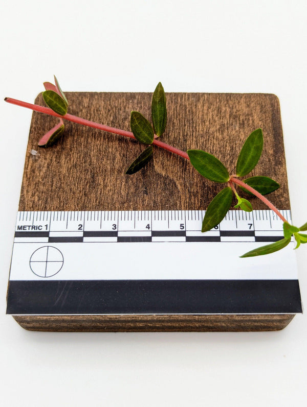 Peperomia rubella [cutting]