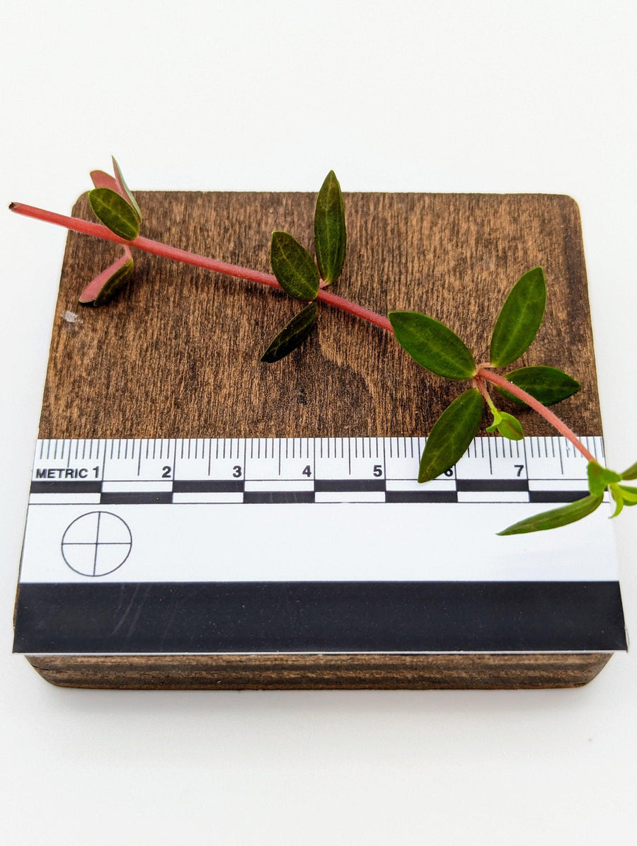 Peperomia rubella [cutting]