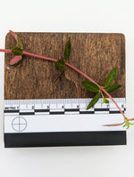 Peperomia rubella [cutting]