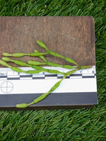 Hatiora salicornioides [cutting]
