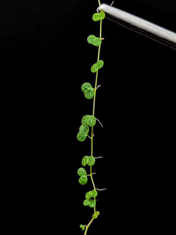 Peperomia emarginella [cutting]