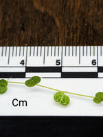 Peperomia emarginella [cutting]