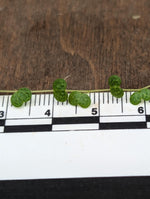 Peperomia emarginella [cutting]